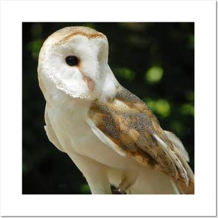 European Barn Owl Posters and Art